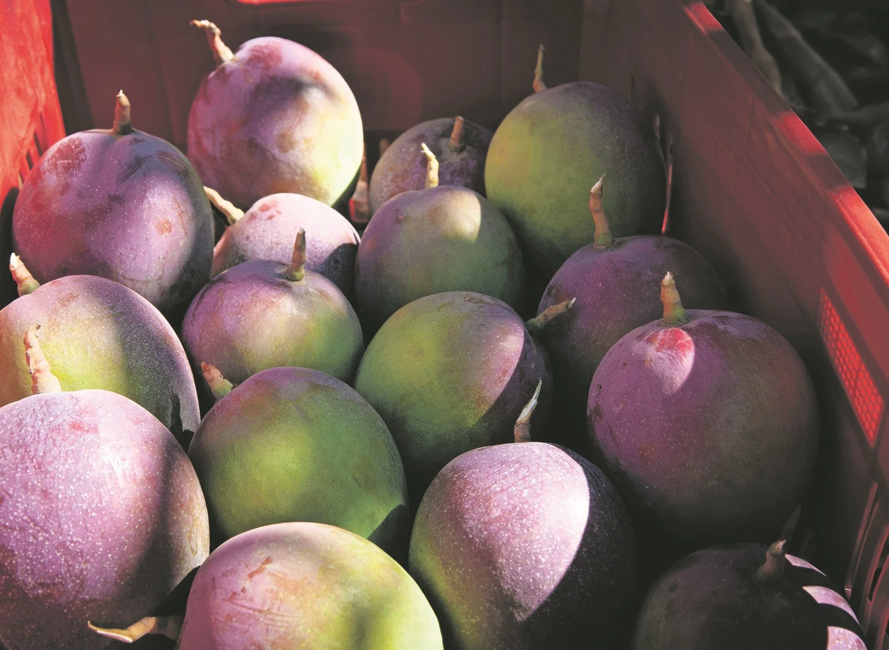 Inflação de Alimentos: Proteja Seu Bolso e Entenda as Altas!